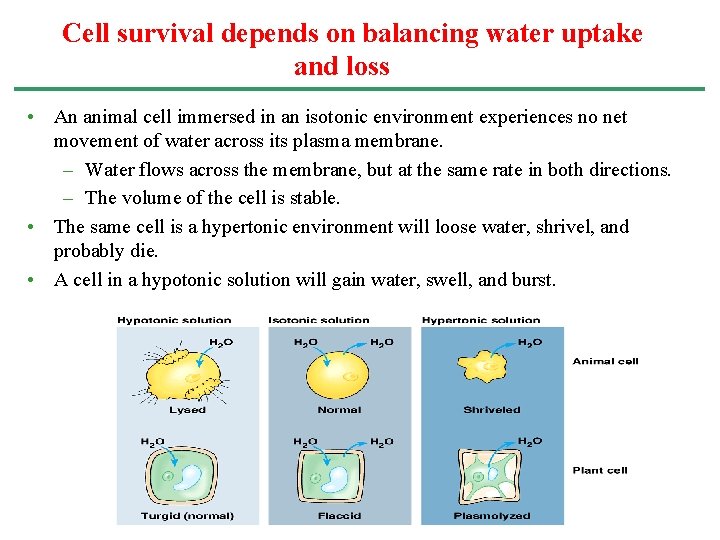 Cell survival depends on balancing water uptake and loss • An animal cell immersed