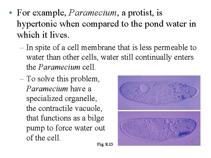  • For example, Paramecium, a protist, is hypertonic when compared to the pond