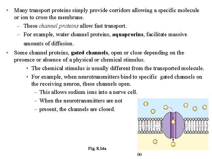  • Many transport proteins simply provide corridors allowing a specific molecule or ion