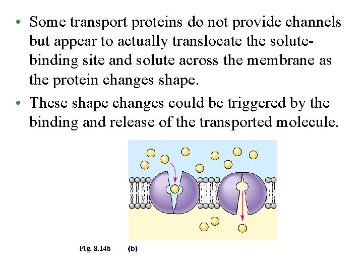  • Some transport proteins do not provide channels but appear to actually translocate