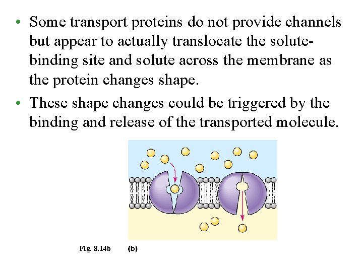  • Some transport proteins do not provide channels but appear to actually translocate