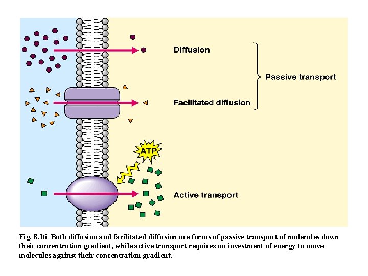 Fig. 8. 16 Both diffusion and facilitated diffusion are forms of passive transport of