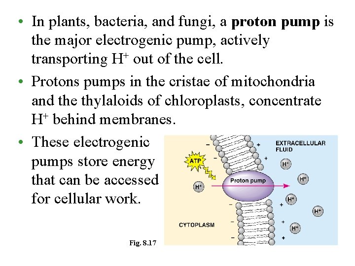  • In plants, bacteria, and fungi, a proton pump is the major electrogenic