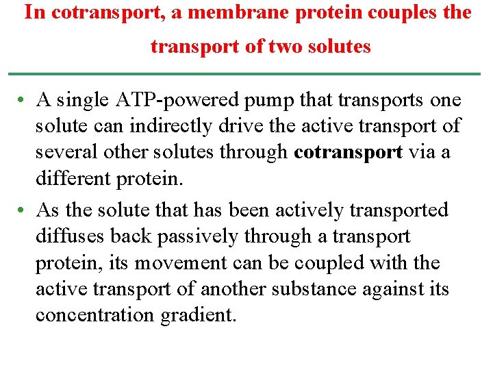 In cotransport, a membrane protein couples the transport of two solutes • A single