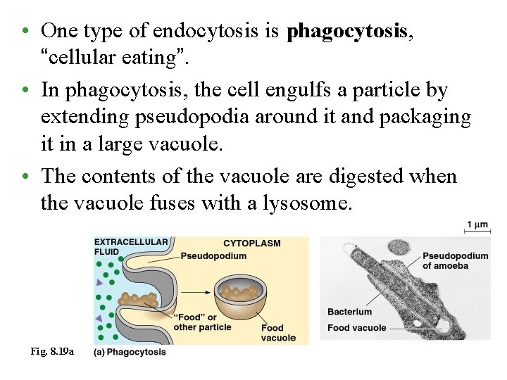  • One type of endocytosis is phagocytosis, “cellular eating”. • In phagocytosis, the