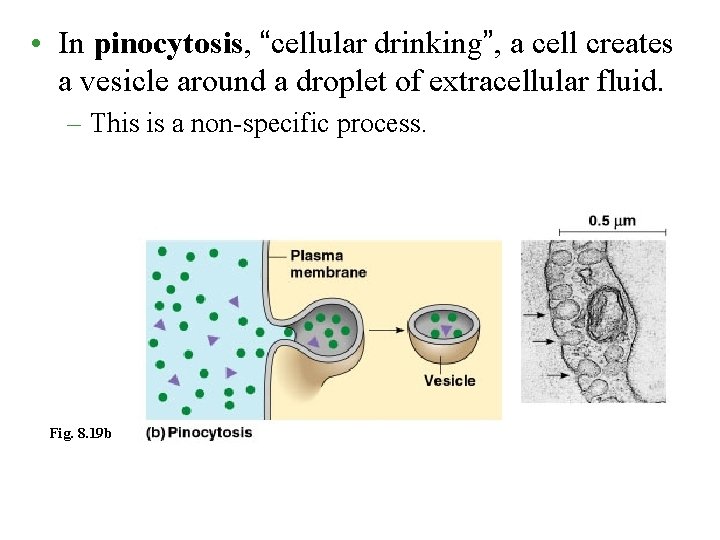  • In pinocytosis, “cellular drinking”, a cell creates a vesicle around a droplet