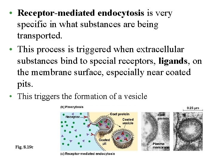  • Receptor-mediated endocytosis is very specific in what substances are being transported. •