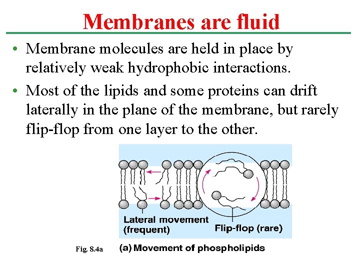 Membranes are fluid • Membrane molecules are held in place by relatively weak hydrophobic