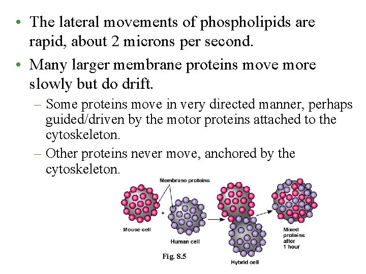  • The lateral movements of phospholipids are rapid, about 2 microns per second.