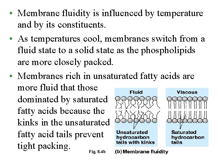  • Membrane fluidity is influenced by temperature and by its constituents. • As