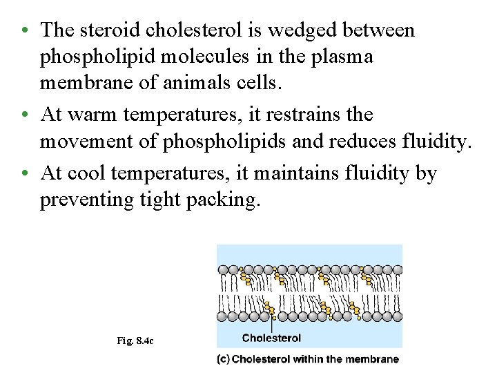  • The steroid cholesterol is wedged between phospholipid molecules in the plasma membrane