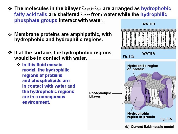 v The molecules in the bilayer ﻃﺒﻘﺔ ﻣﺰﺩﻭﺟﺔ are arranged as hydrophobic fatty acid