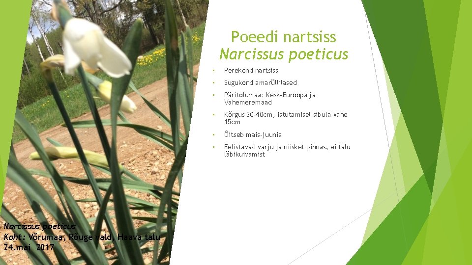 Poeedi nartsiss Narcissus poeticus Koht: Võrumaa, Rõuge vald, Haava talu 24. mai 2017 •