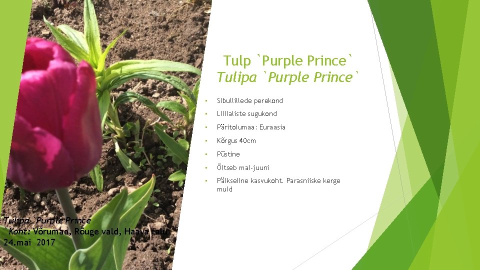 Tulp `Purple Prince` Tulipa `Purple Prince `Koht: Võrumaa, Rõuge vald, Haava talu 24. mai