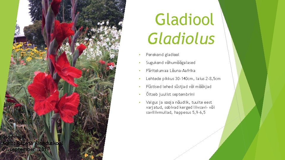 Gladiool Gladiolus Koht: Räpina Aianduskool 07. september 2017 • Perekond gladiool • Sugukond võhumõõgalased