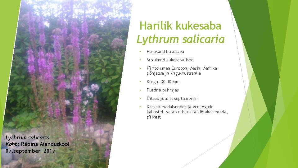 Harilik kukesaba Lythrum salicaria Koht: Räpina Aianduskool 07. september 2017 • Perekond kukesaba •