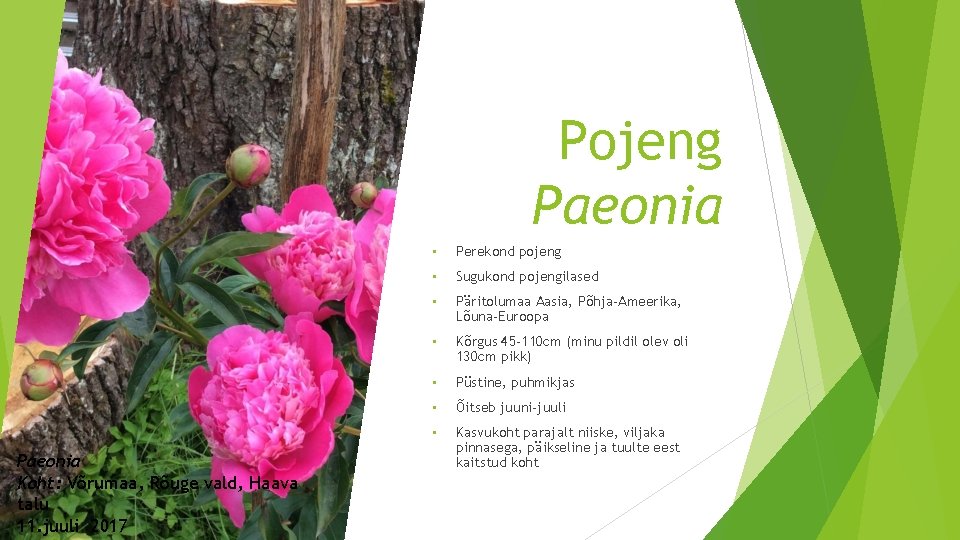 Pojeng Paeonia Koht: Võrumaa, Rõuge vald, Haava talu 11. juuli 2017 • Perekond pojeng