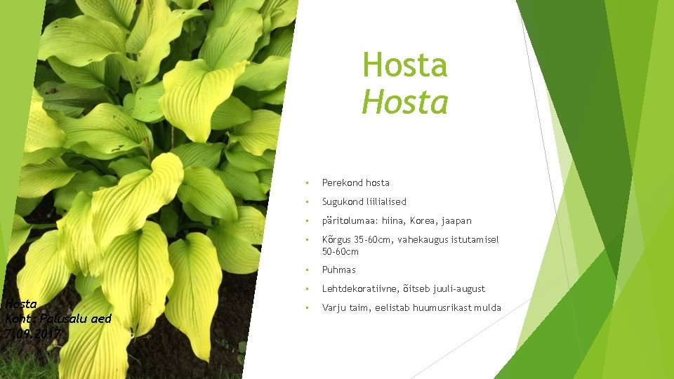 Hosta Koht: Palusalu aed 7. 09. 2017 • Perekond hosta • Sugukond liilialised •