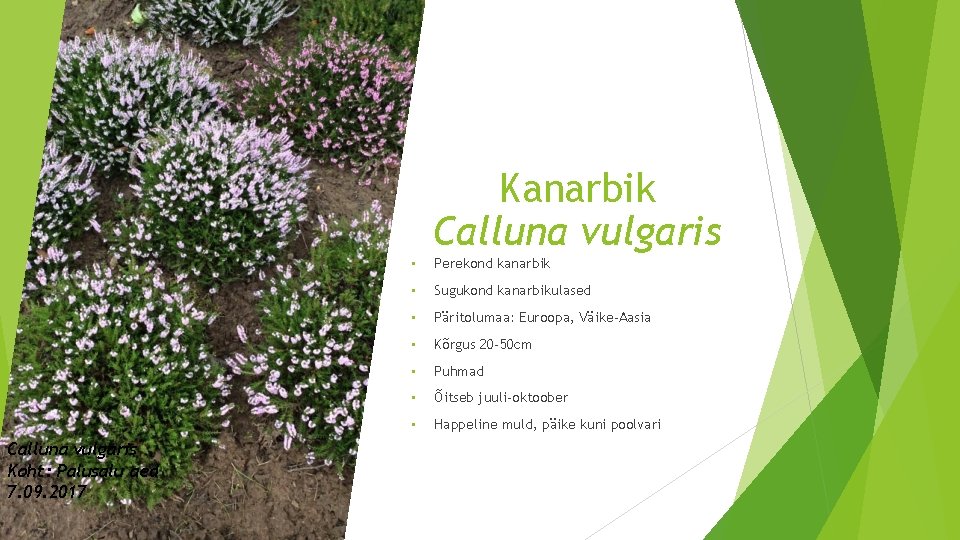 Kanarbik Calluna vulgaris Koht: Palusalu aed 7. 09. 2017 • Perekond kanarbik • Sugukond