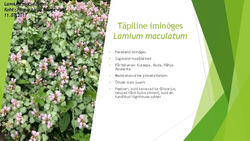 Lamium maculatum Koht: Haava talu, Rõuge vald 11. 07. 2017 Täpiline iminõges Lamium maculatum