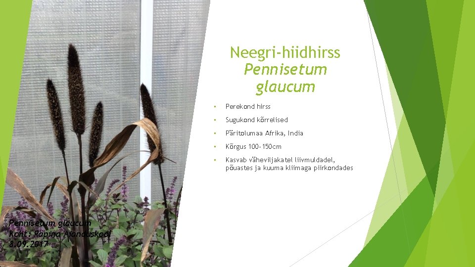 Neegri-hiidhirss Pennisetum glaucum Koht: Räpina Aianduskool 8. 09. 2017 • Perekond hirss • Sugukond