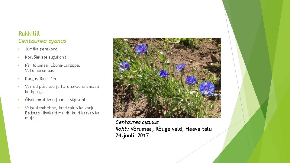Rukkilill Centaurea cyanus • Jumika perekond • Korvõieliste sugukond • Päritolumaa: Lõuna-Euroopa, Vahemeremaad •