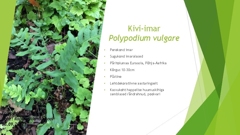 Kivi-imar Polypodium vulgare Koht: Räpina Aianduskool 08. 09. 2017 • Perekond imar • Sugukond