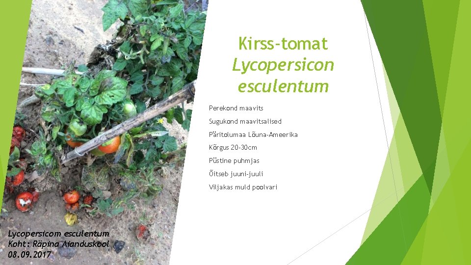 Kirss-tomat Lycopersicon esculentum Perekond maavits Sugukond maavitsalised Päritolumaa Lõuna-Ameerika Kõrgus 20 -30 cm Püstine