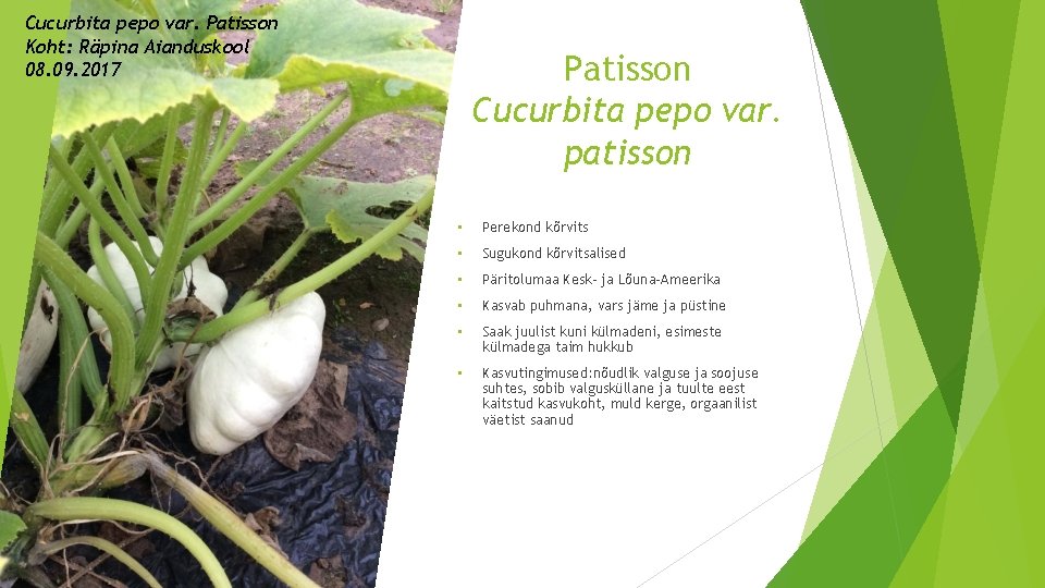 Cucurbita pepo var. Patisson Koht: Räpina Aianduskool 08. 09. 2017 Patisson Cucurbita pepo var.