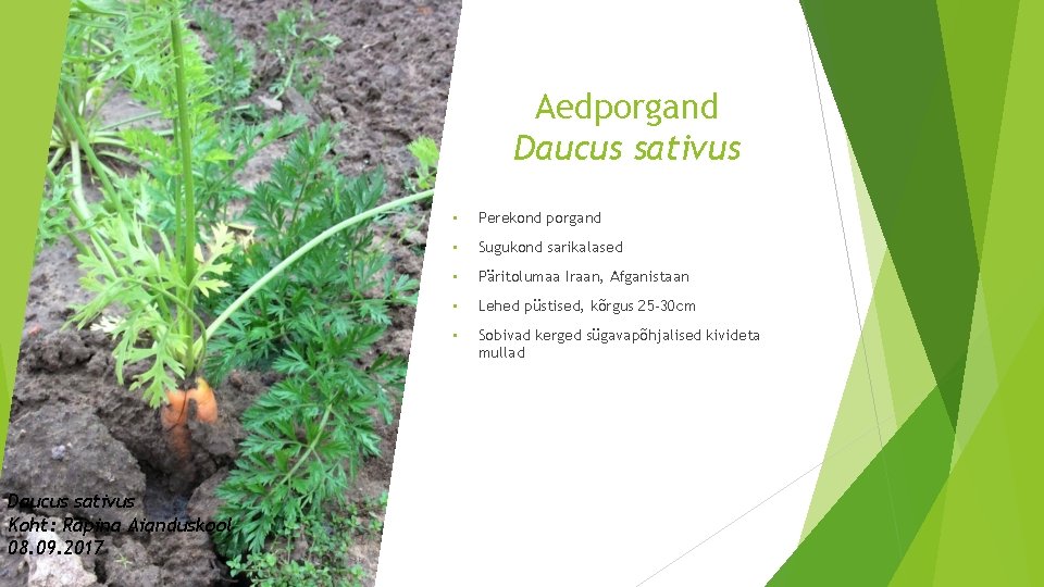 Aedporgand Daucus sativus Koht: Räpina Aianduskool 08. 09. 2017 • Perekond porgand • Sugukond