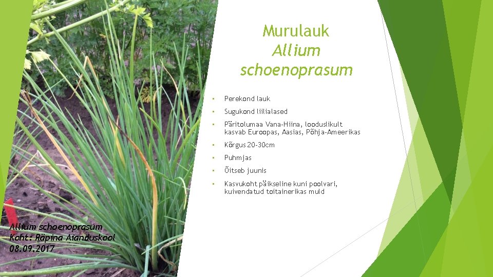 Murulauk Allium schoenoprasum Koht: Räpina Aianduskool 08. 09. 2017 • Perekond lauk • Sugukond