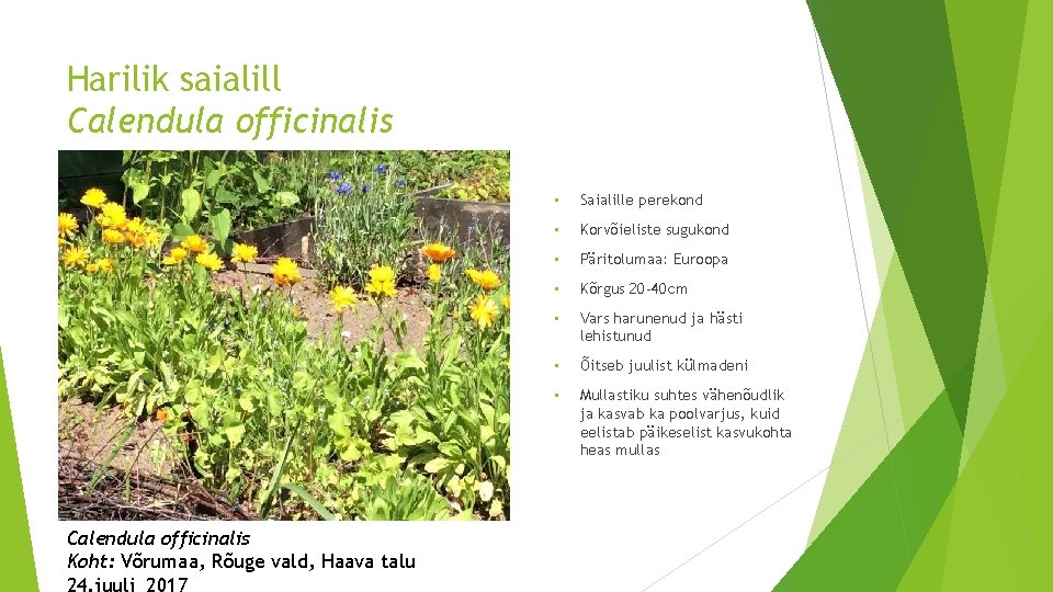 Harilik saialill Calendula officinalis Koht: Võrumaa, Rõuge vald, Haava talu 24. juuli 2017 •