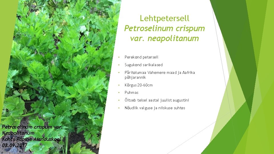 Lehtpetersell Petroselinum crispum var. neapolitanum Petroselinum crispum var. Neapolitanum Koht: Räpina Aianduskool 08. 09.