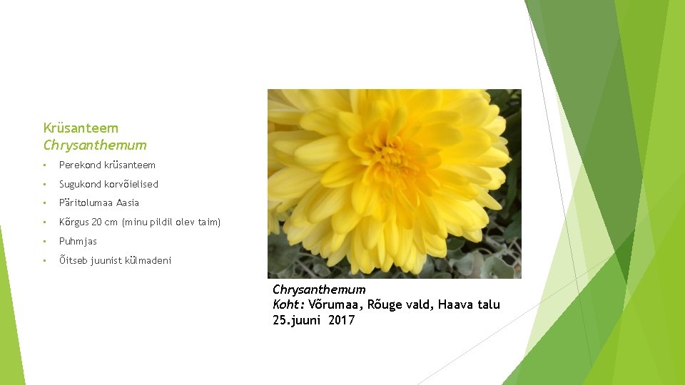 Krüsanteem Chrysanthemum • Perekond krüsanteem • Sugukond korvõielised • Päritolumaa Aasia • Kõrgus 20