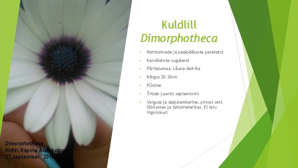 Kuldlill Dimorphotheca Koht: Räpina Aianduskool 27. september 2016 • Rohttaimede ja poolpõõsaste perekond •