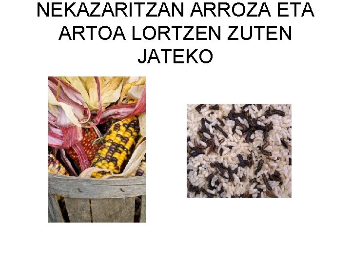 NEKAZARITZAN ARROZA ETA ARTOA LORTZEN ZUTEN JATEKO 