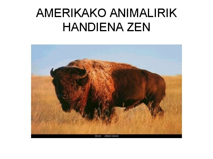 AMERIKAKO ANIMALIRIK HANDIENA ZEN 