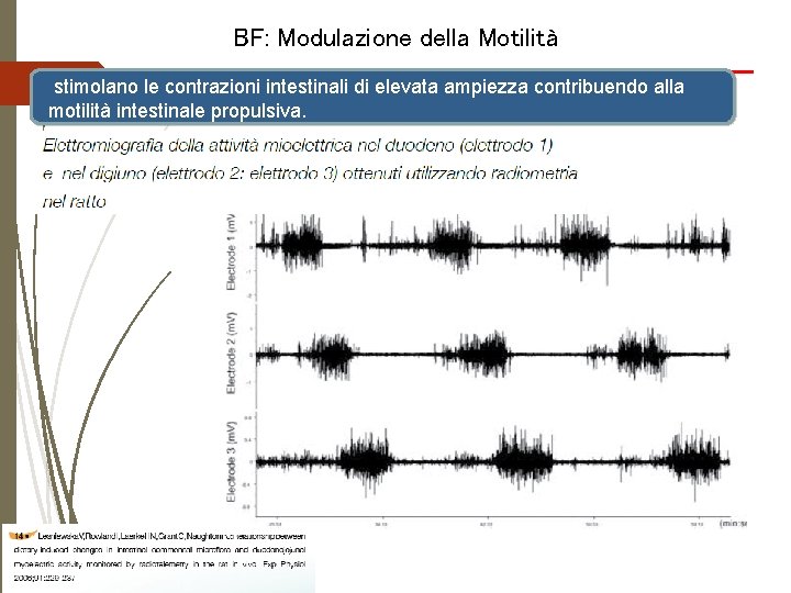 BF: Modulazione della Motilità stimolano le contrazioni intestinali di elevata ampiezza contribuendo alla motilità