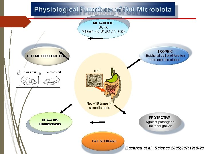 METABOLIC SCFA Vitamin (K, B 1, 6, 12, f. acid) TROPHIC Epithelial cell proliferation