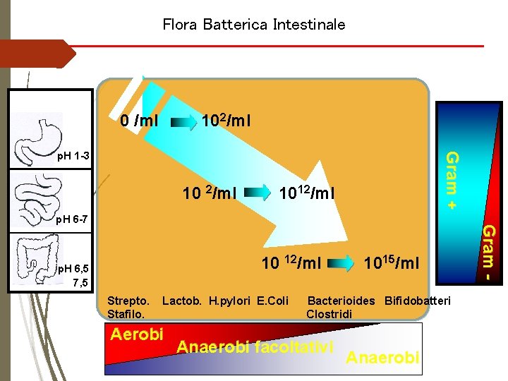 Flora Batterica Intestinale 0 /ml 102/ml 10 2/ml G ram + p. H 1