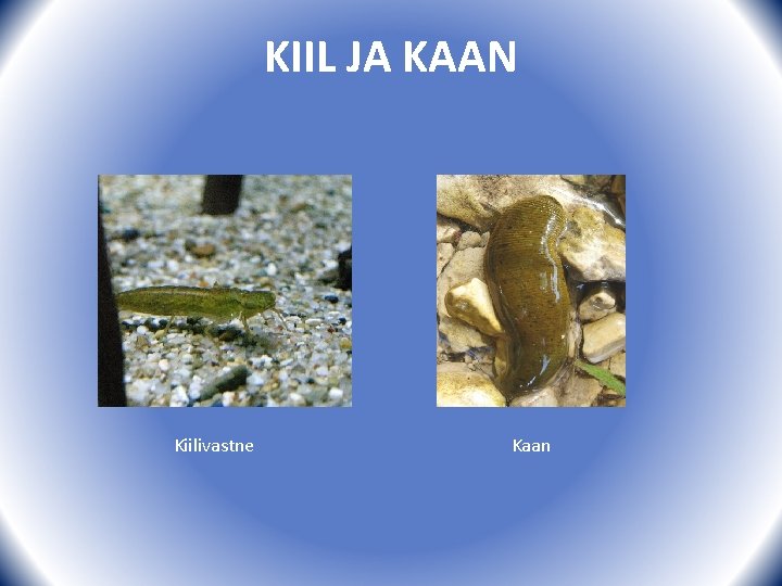 KIIL JA KAAN Kiilivastne Kaan 