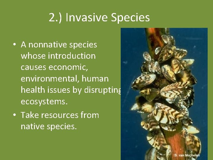 2. ) Invasive Species • A nonnative species whose introduction causes economic, environmental, human