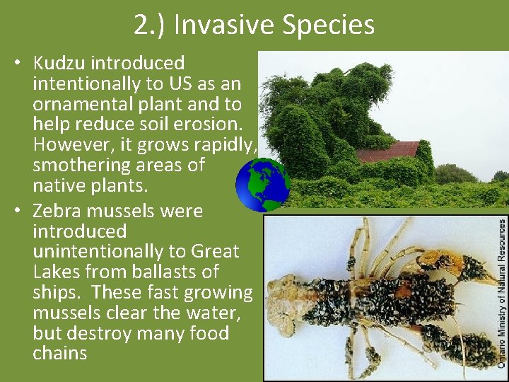 2. ) Invasive Species • Kudzu introduced intentionally to US as an ornamental plant