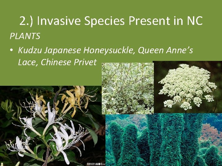 2. ) Invasive Species Present in NC PLANTS • Kudzu Japanese Honeysuckle, Queen Anne’s