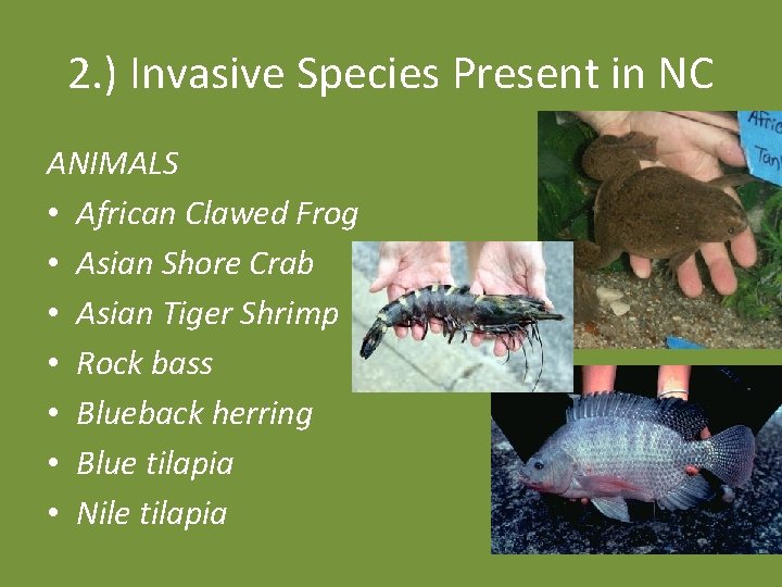 2. ) Invasive Species Present in NC ANIMALS • African Clawed Frog • Asian