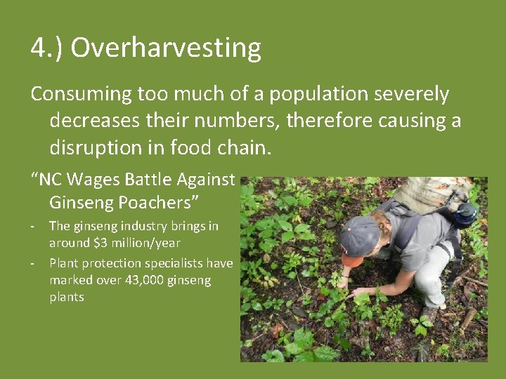 4. ) Overharvesting Consuming too much of a population severely decreases their numbers, therefore