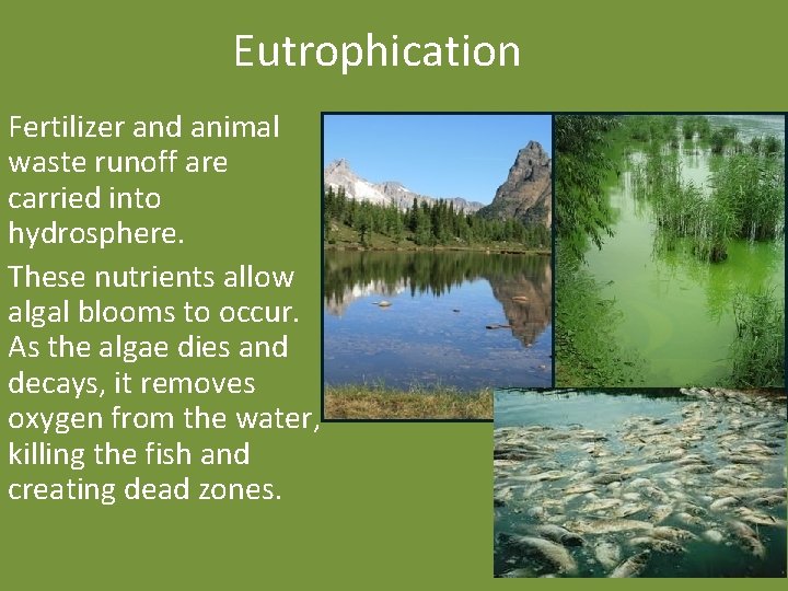 Eutrophication Fertilizer and animal waste runoff are carried into hydrosphere. These nutrients allow algal