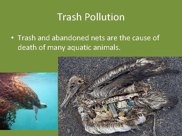 Trash Pollution • Trash and abandoned nets are the cause of death of many