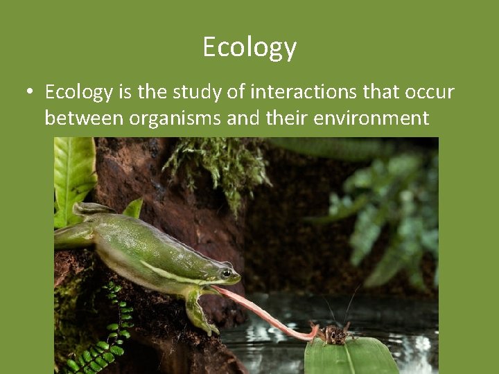 Ecology • Ecology is the study of interactions that occur between organisms and their