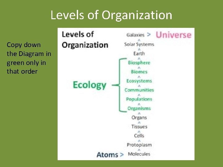 Levels of Organization Copy down the Diagram in green only in that order 